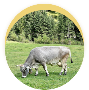 cow